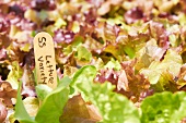 Close Up of Lettuce Growing with Marker