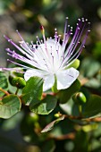 Delicate caper flower amongst leaves and fruits