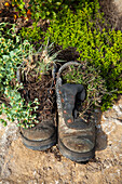 Old boots as planters