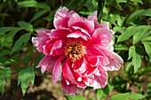 Peony (Paeonia) in full bloom with green foliage in the background