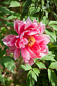 Peony (Paeonia) close-up with green foliage in the background