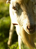 Goats Face; Close Up