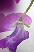 Violet sweet peas (close-up)