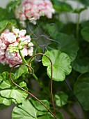 Pink geraniums