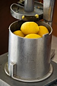 Menton lemons in a press