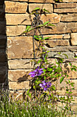 Clematis an einer Steinmauer