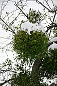 Snow-covered mistletoe in tree