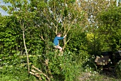 Boy climbing tree in garden