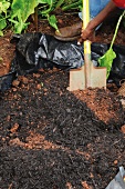 Planting bulbs under a tree (mulching with compost)