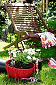 Red hanging basket of oxeye daisies in front of deckchair and gardening gloves