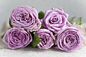 Five violet, scented roses lying on table