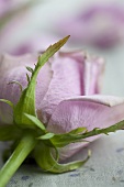 Lilafarbene Duftrosenblüte (Nahaufnahme)