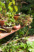 Various potted succulents on vintage metal shelf