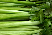 Celery (macro zoom)