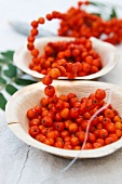 A chain of rowan berries