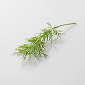 A sprig of dill