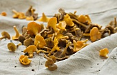 Fresh chanterelles on a burlap bag