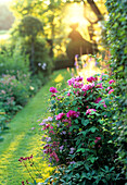 Flowering rose bushes in the garden at sunset