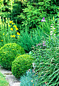 Orderly beds with perennials and boxwoods in the summer garden