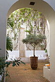 Courtyard with climbing plants, tree in pot and seating area