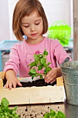A little girl planting basil in a small wooden crate