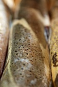 Brown trout skin