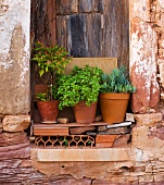 Niche in wall of old house containing plant pots