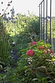 Summery garden with blooming flowers