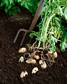 Potatoes being harvested