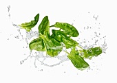 Fresh spinach with a water splash