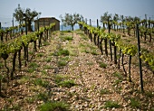 A vineyard in Spain