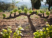 A vineyard with young vines