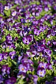 Purple violas (full image)