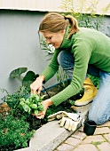 Frau pflanzt Basilikum in das Beet