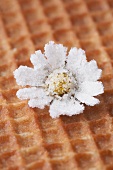 Candied daisy on waffle