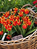 Yellow and red tulips in basket