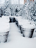 Snowbound baskets in garden