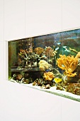 Ein eingebautes Aquarium