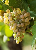 Weintrauben der Sorte Parellada aus Spanien