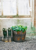 Wellington boots, a plant in a barrel and a garden rake in front of a green house