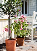 Olive tree and pink rose in planters on terrace