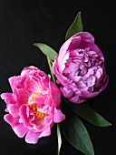 Two Peonies on a Black Background