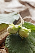 Hazelnuts with a leaf