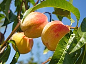 Peaches on the tree