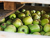 Green apples in a crate
