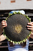 Girl holding huge sunflower