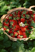 Frische Erdbeeren im Korb