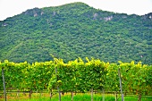 Weinanbau in Hua Hin Hills Vineyard (Thailand)