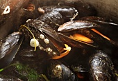 Steamed mussels from Ireland (close-up)