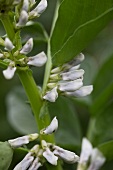 A flowering broad bean bush